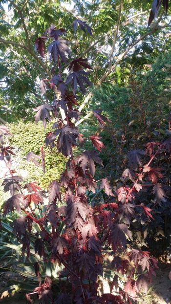  - curtea cu toate cele 2019