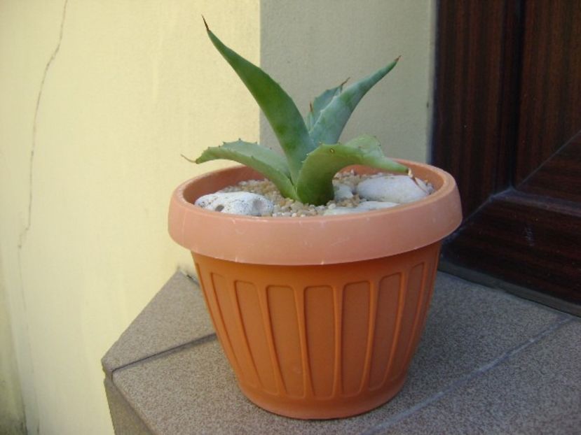 Agave sp. din seminte - Agave si Yucca 2019