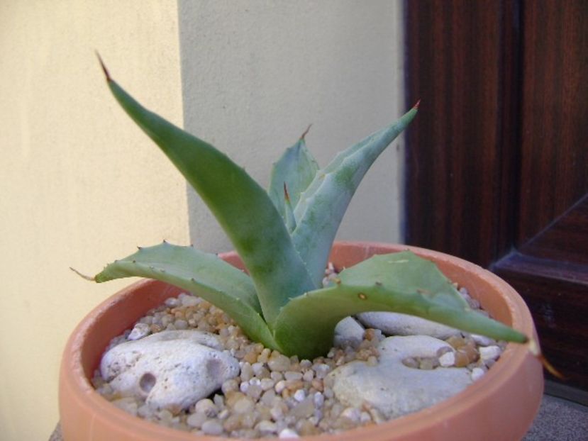 Agave sp. din seminte - Agave si Yucca 2019