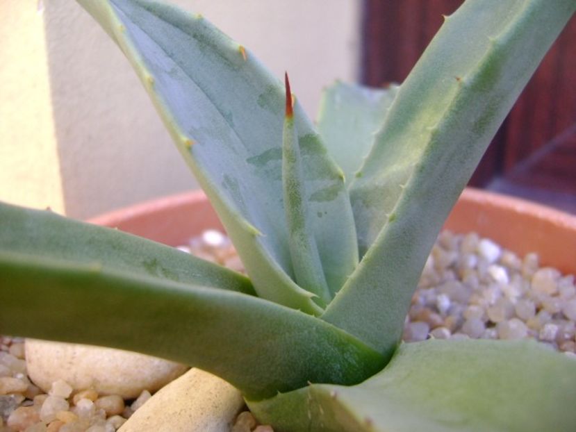 Agave sp. din seminte - Agave si Yucca 2019