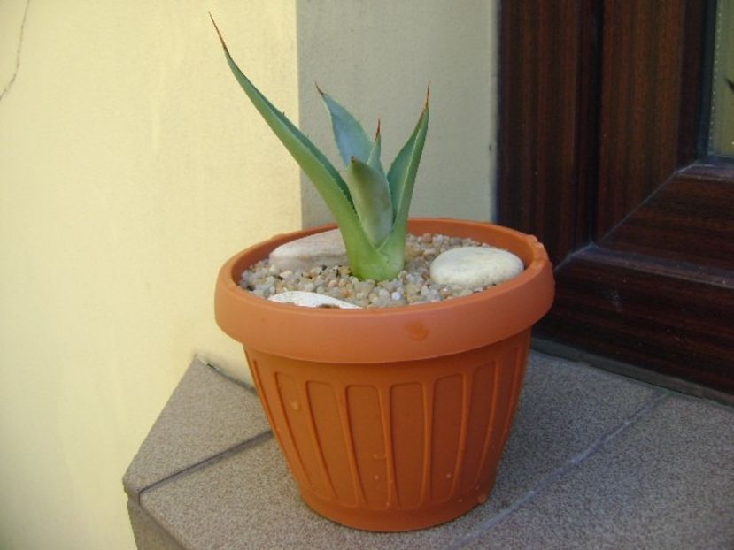 Agave sp. din seminte - Agave si Yucca 2019