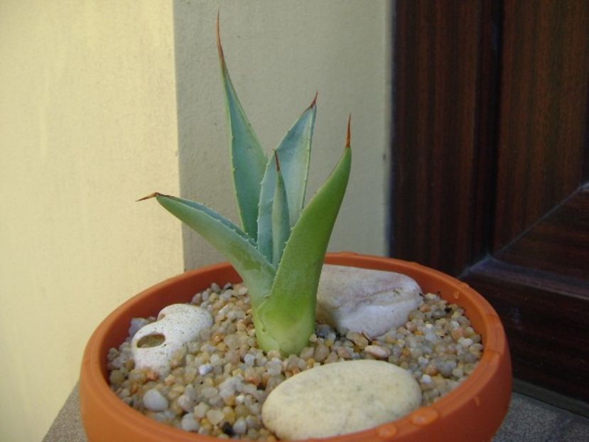 Agave sp. din seminte - Agave si Yucca 2019