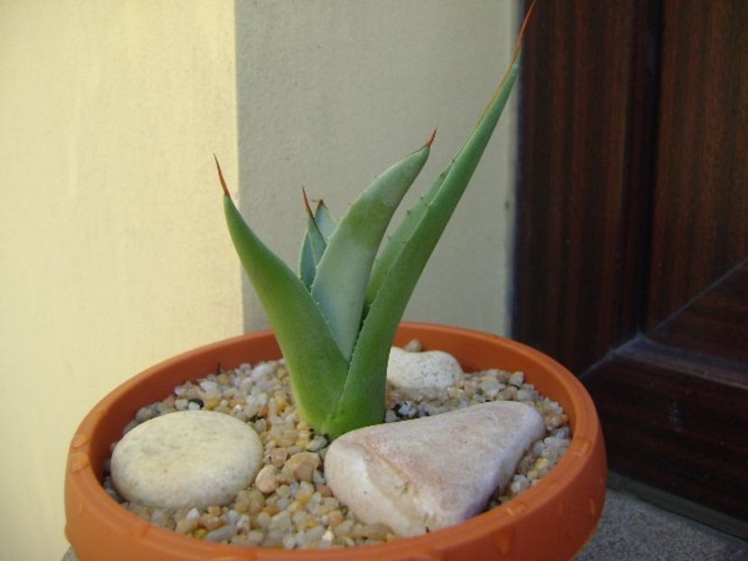 Agave sp. din seminte - Agave si Yucca 2019