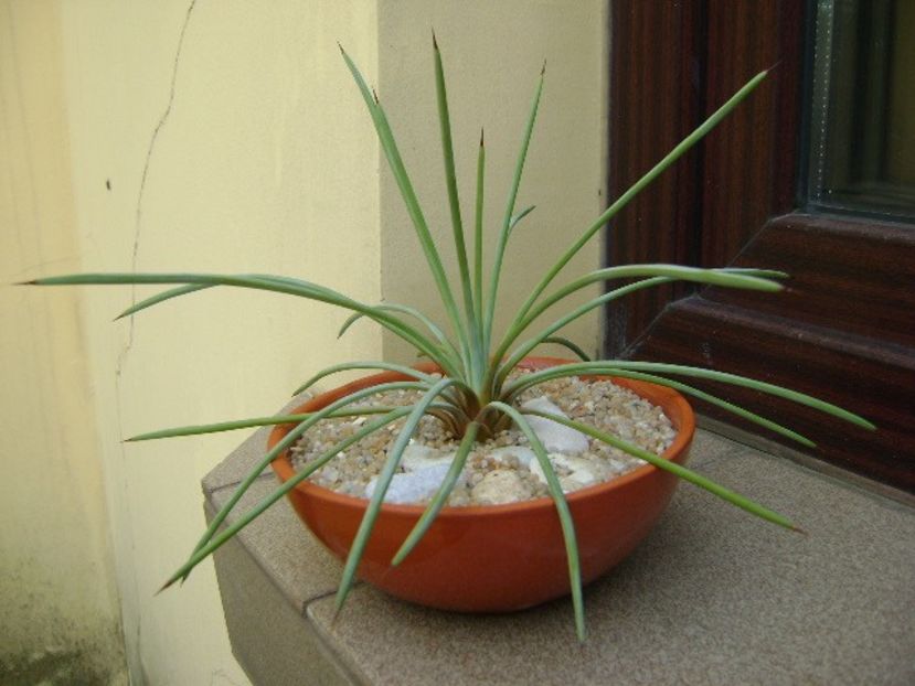Agave stricta nana cv. Blue Form - Agave si Yucca 2019
