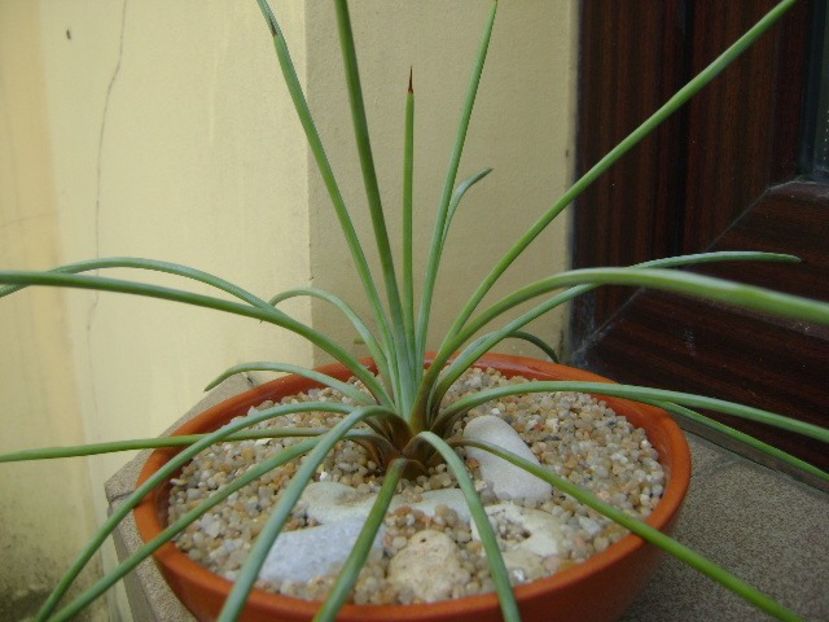 Agave stricta nana cv. Blue Form - Agave si Yucca 2019