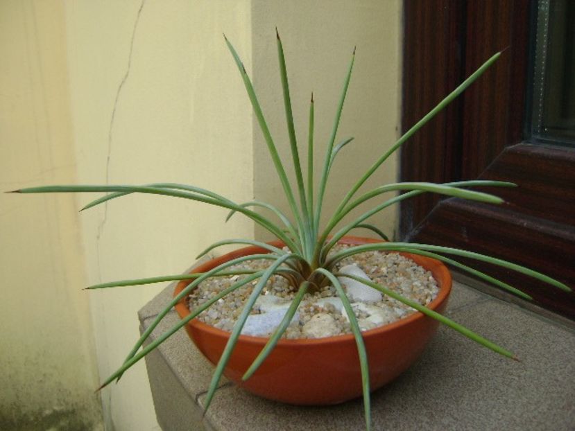 Agave stricta nana cv. Blue Form - Agave si Yucca 2019