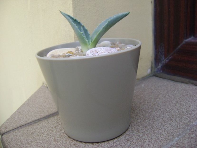 Agave americana – origine ins. Skiathos - Agave si Yucca 2019
