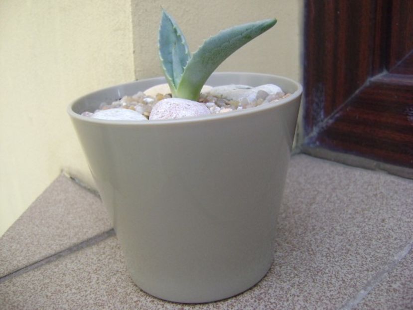 Agave americana – origine ins. Skiathos - Agave si Yucca 2019