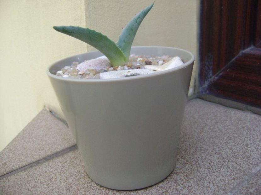 Agave americana – origine ins. Skiathos - Agave si Yucca 2019