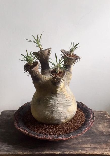 Pachypodium rosulatum v. gracilis - Vase - aranjamente - accesorii