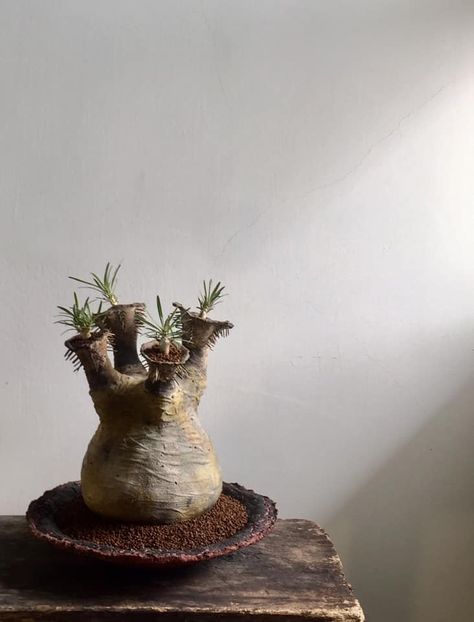 Pachypodium rosulatum var. gracilis - Vase - aranjamente - accesorii