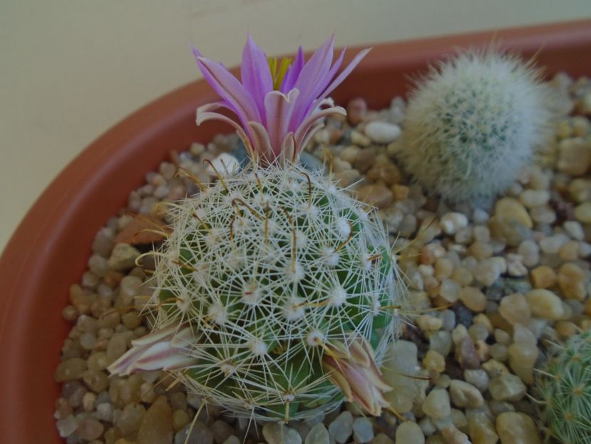 Mammillaria boolii - Cactusi 2019 bis