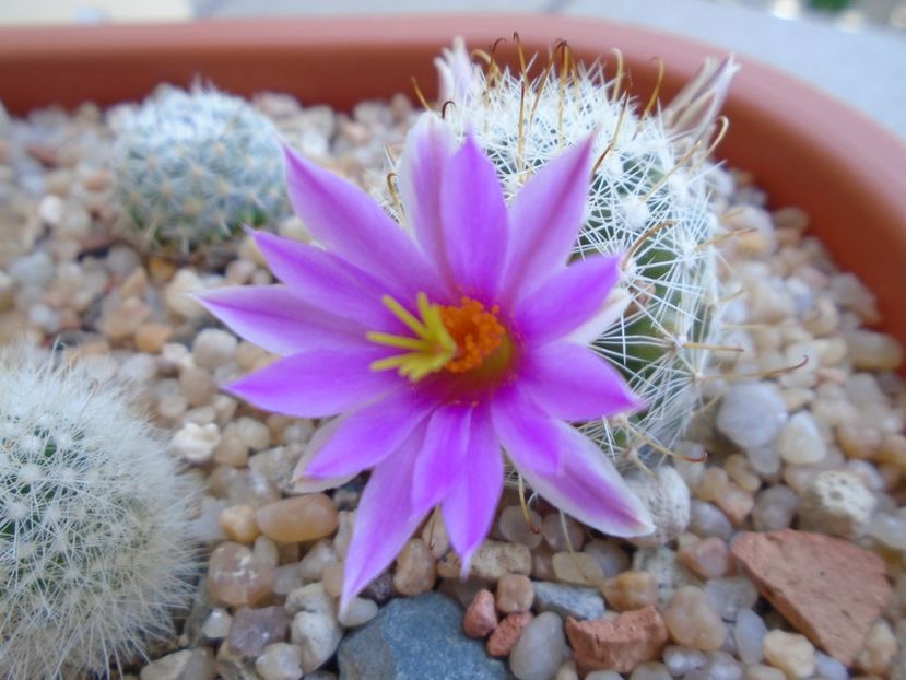 Mammillaria boolii - Cactusi 2019 bis