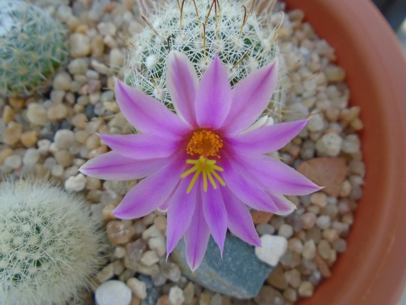 Mammillaria boolii - Cactusi 2019 bis