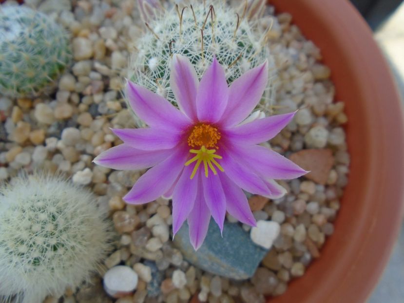 Mammillaria boolii - Cactusi 2019 bis