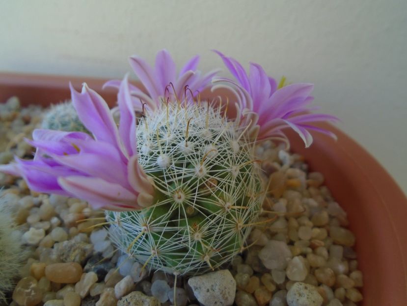 Mammillaria boolii - Cactusi 2019 bis