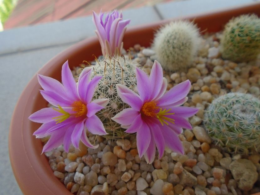 Mammillaria boolii - Cactusi 2019 bis