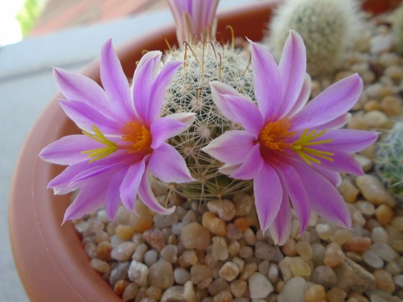 Mammillaria boolii - Cactusi 2019 bis