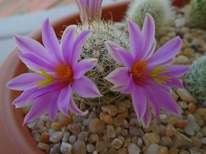 Mammillaria boolii - Cactusi 2019 bis