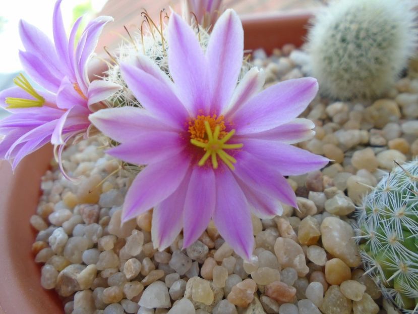 Mammillaria boolii - Cactusi 2019 bis