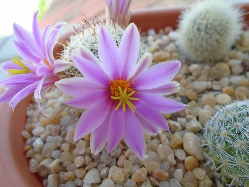 Mammillaria boolii - Cactusi 2019 bis