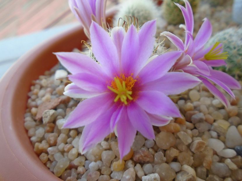 Mammillaria boolii - Cactusi 2019 bis