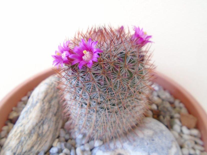 Mammillaria matudae - Cactusi 2019 bis