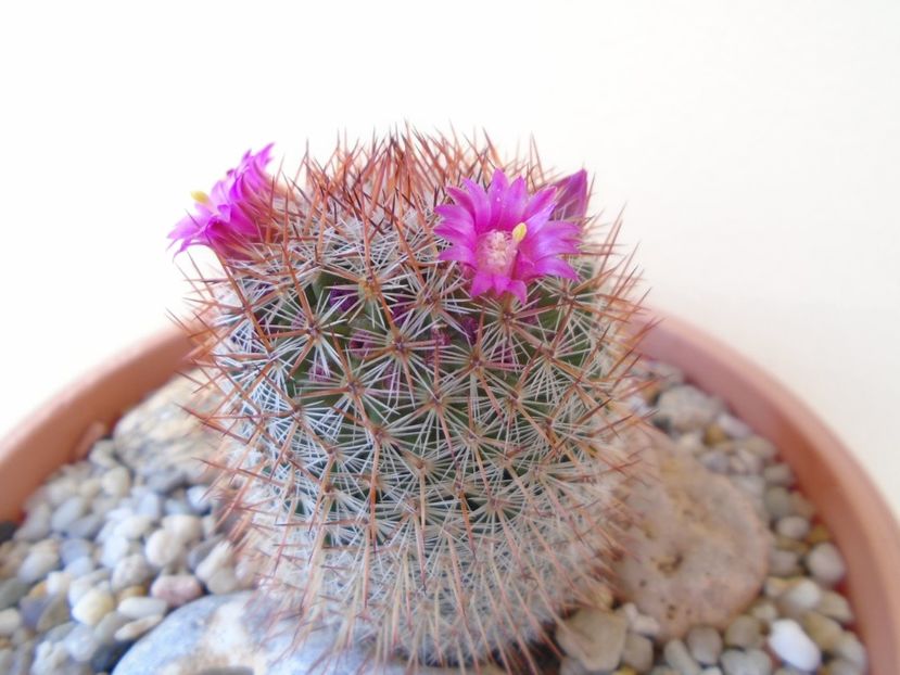 Mammillaria matudae - Cactusi 2019 bis