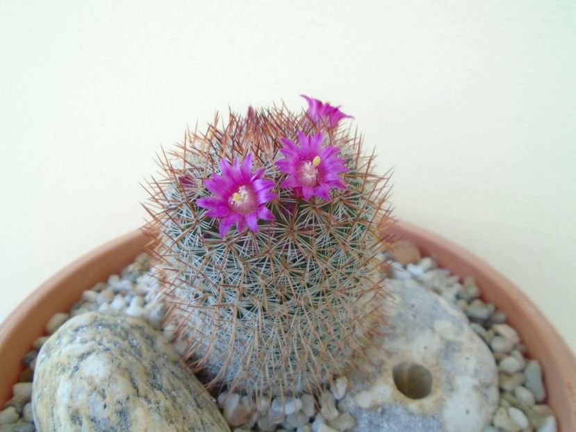 Mammillaria matudae - Cactusi 2019 bis