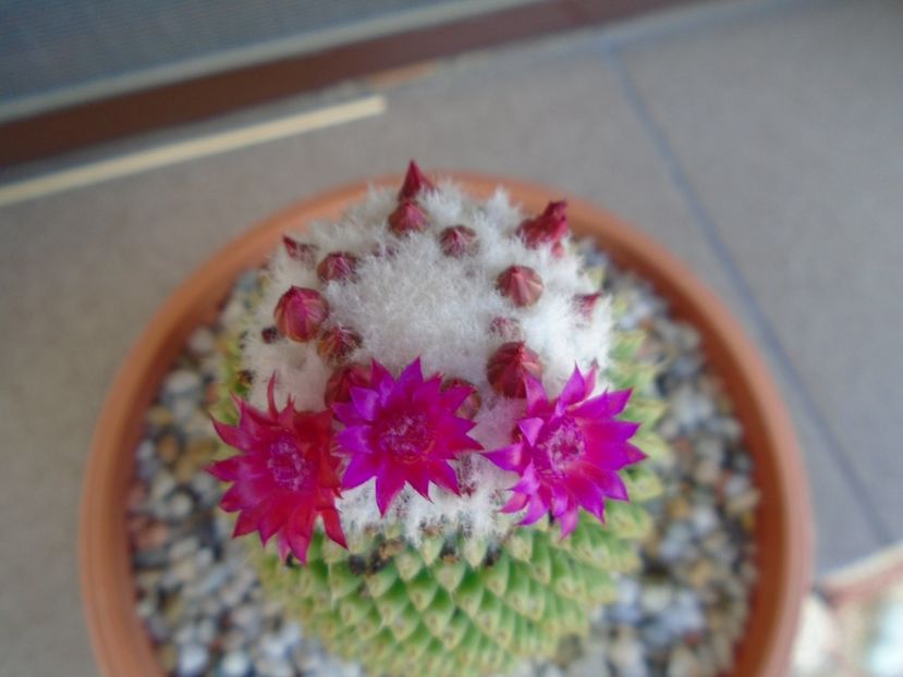 Mammillaria polythele cv. Stachellos - Cactusi 2019 bis