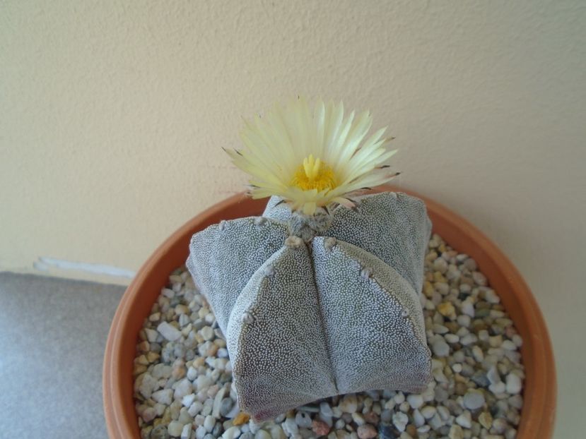 Astrophytum coahuilense - Cactusi 2019 bis