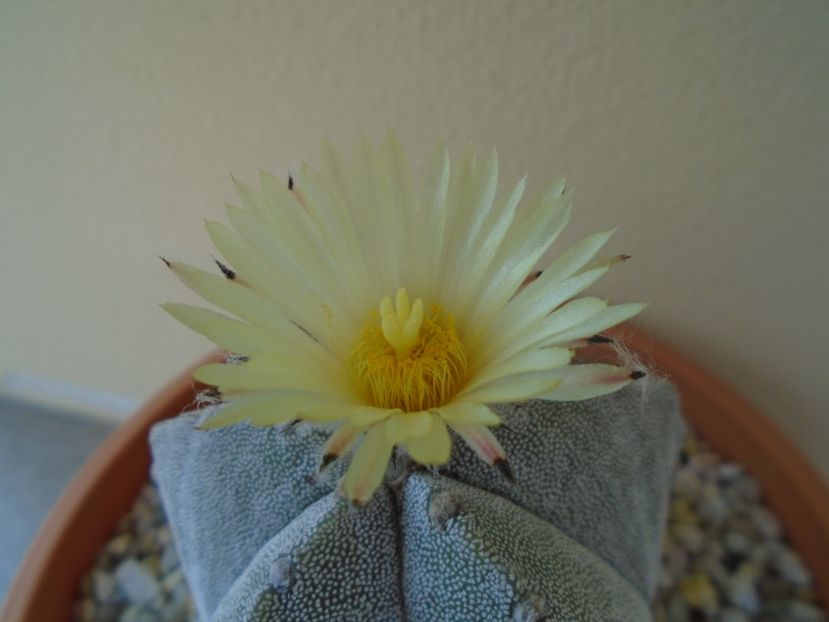 Astrophytum coahuilense - Cactusi 2019 bis