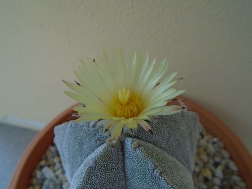 Astrophytum coahuilense - Cactusi 2019 bis