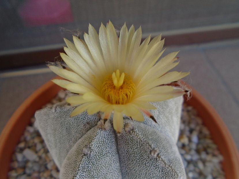 Astrophytum coahuilense - Cactusi 2019 bis