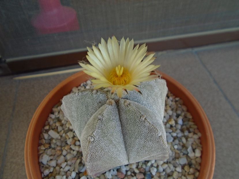 Astrophytum coahuilense - Cactusi 2019 bis