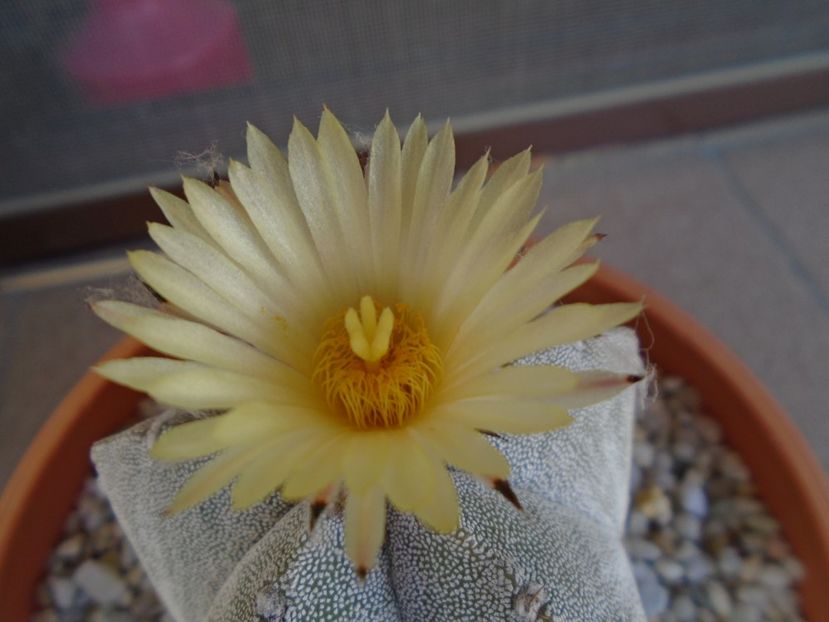 Astrophytum coahuilense - Cactusi 2019 bis