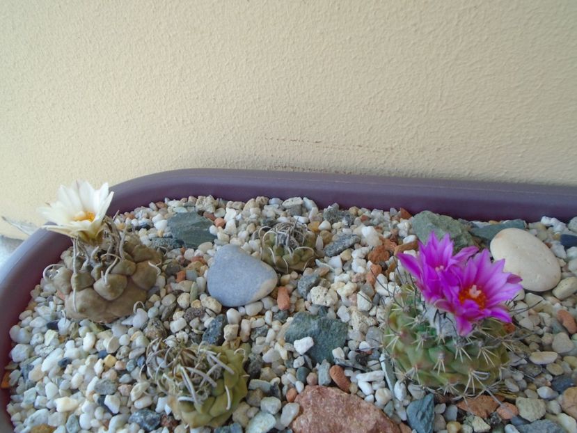 Grup de 7 Turbinicarpus - Cactusi 2019 bis