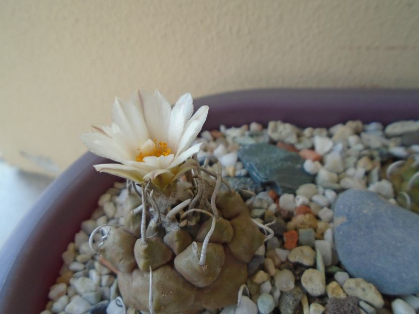 Turbinicarpus macrochele v. screvispinum - Cactusi 2019 bis