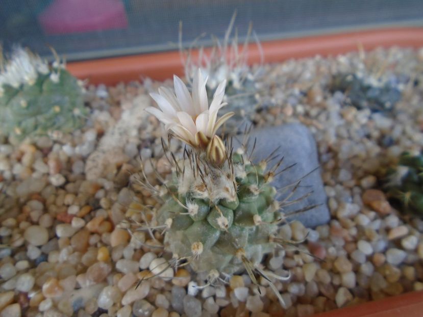 Turbinicarpus hibrid - Cactusi 2019 bis