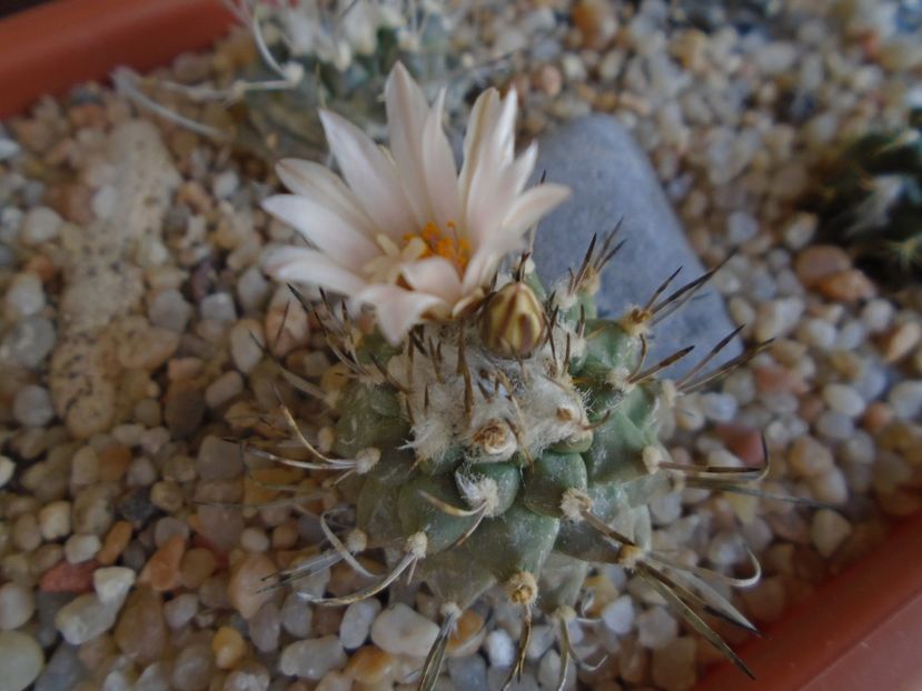 Turbinicarpus hibrid - Cactusi 2019 bis