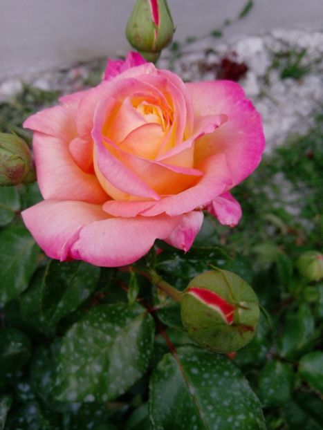 24 iulie - Trandafiri 2019