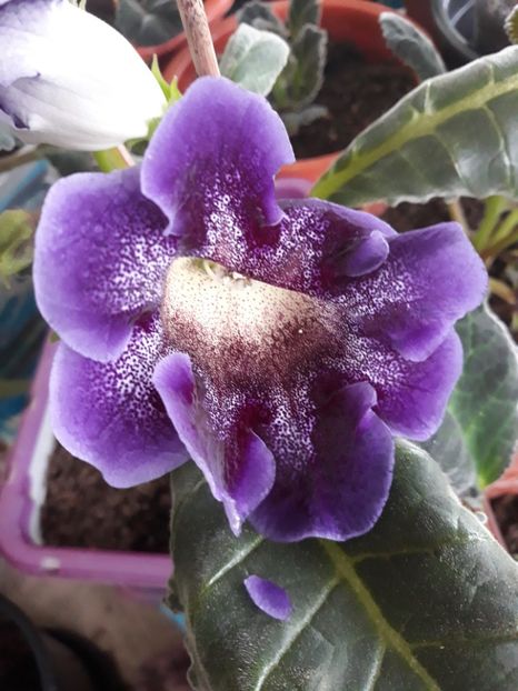  - Gloxinia 2019