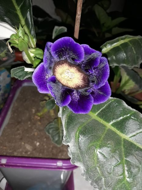  - Gloxinia 2019