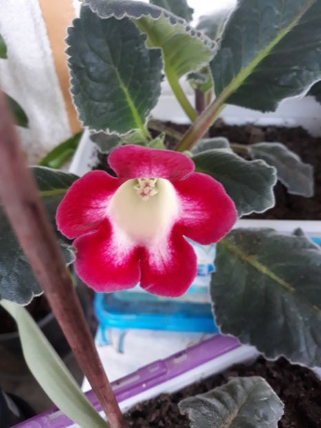  - Gloxinia 2019