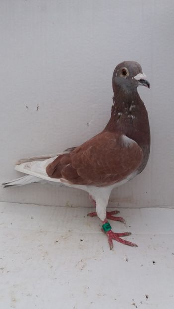 M 2018 vandut - De! voiajori vanduti