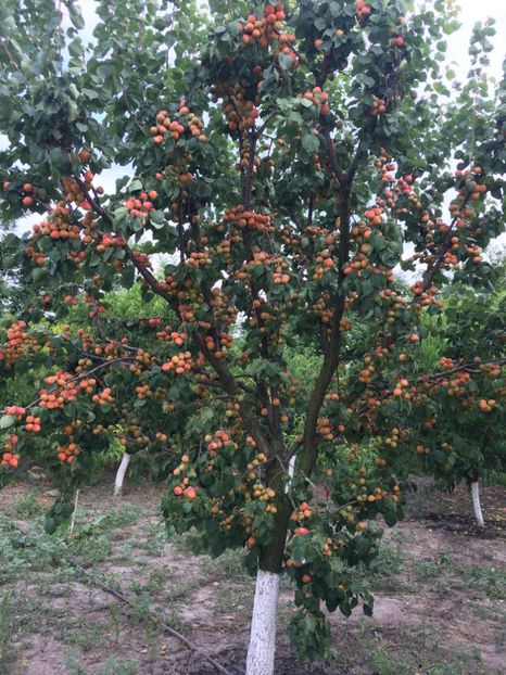  - cais GONGY MAGHIAR