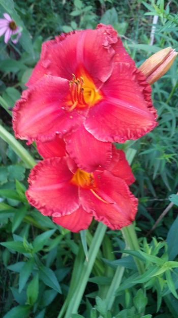  - hemerocallis 2019