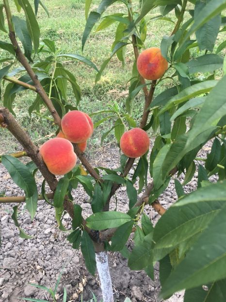 23 Iulie 2019 - piersic SETTEMBRINA