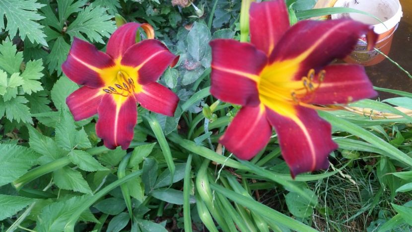  - hemerocallis 2019