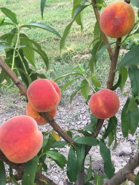  - piersic SETTEMBRINA